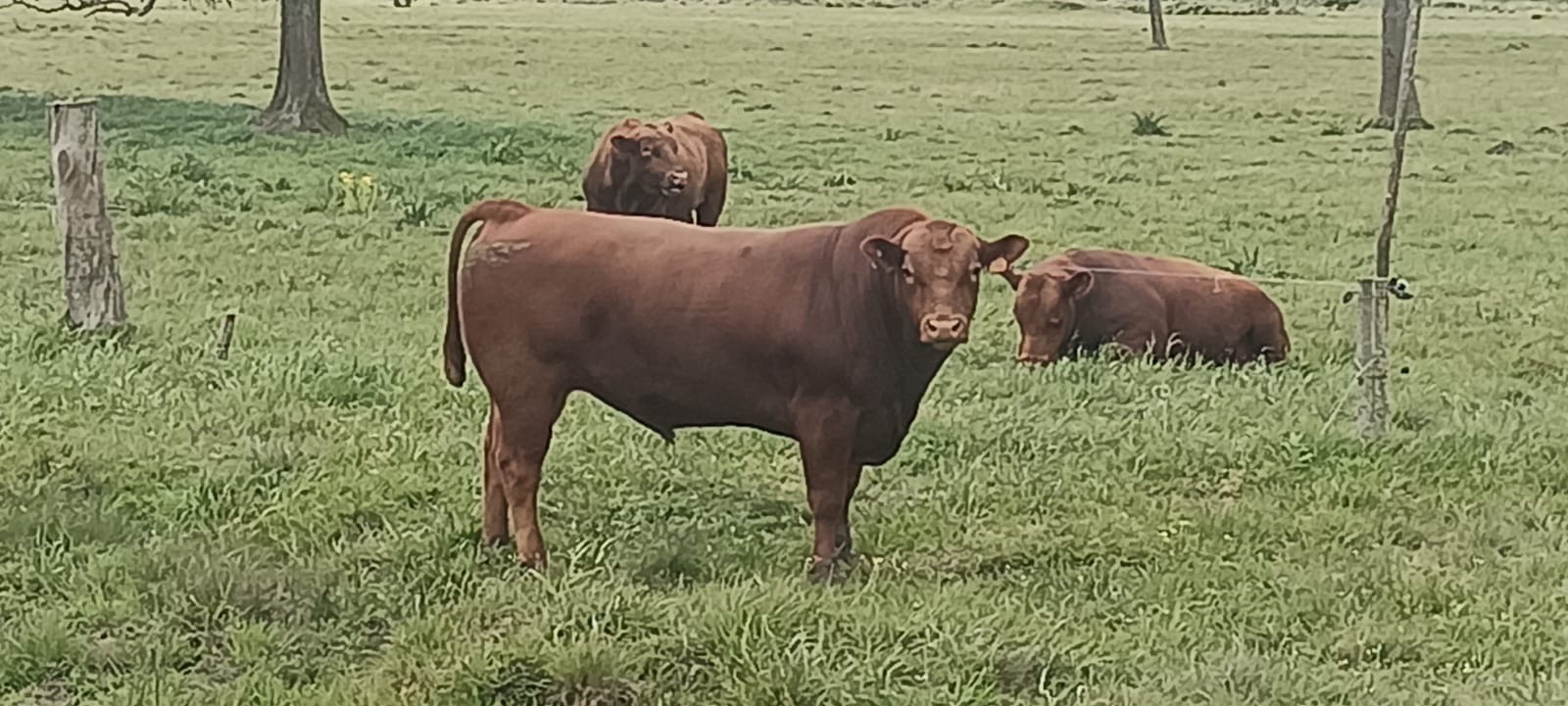 Foto del lote