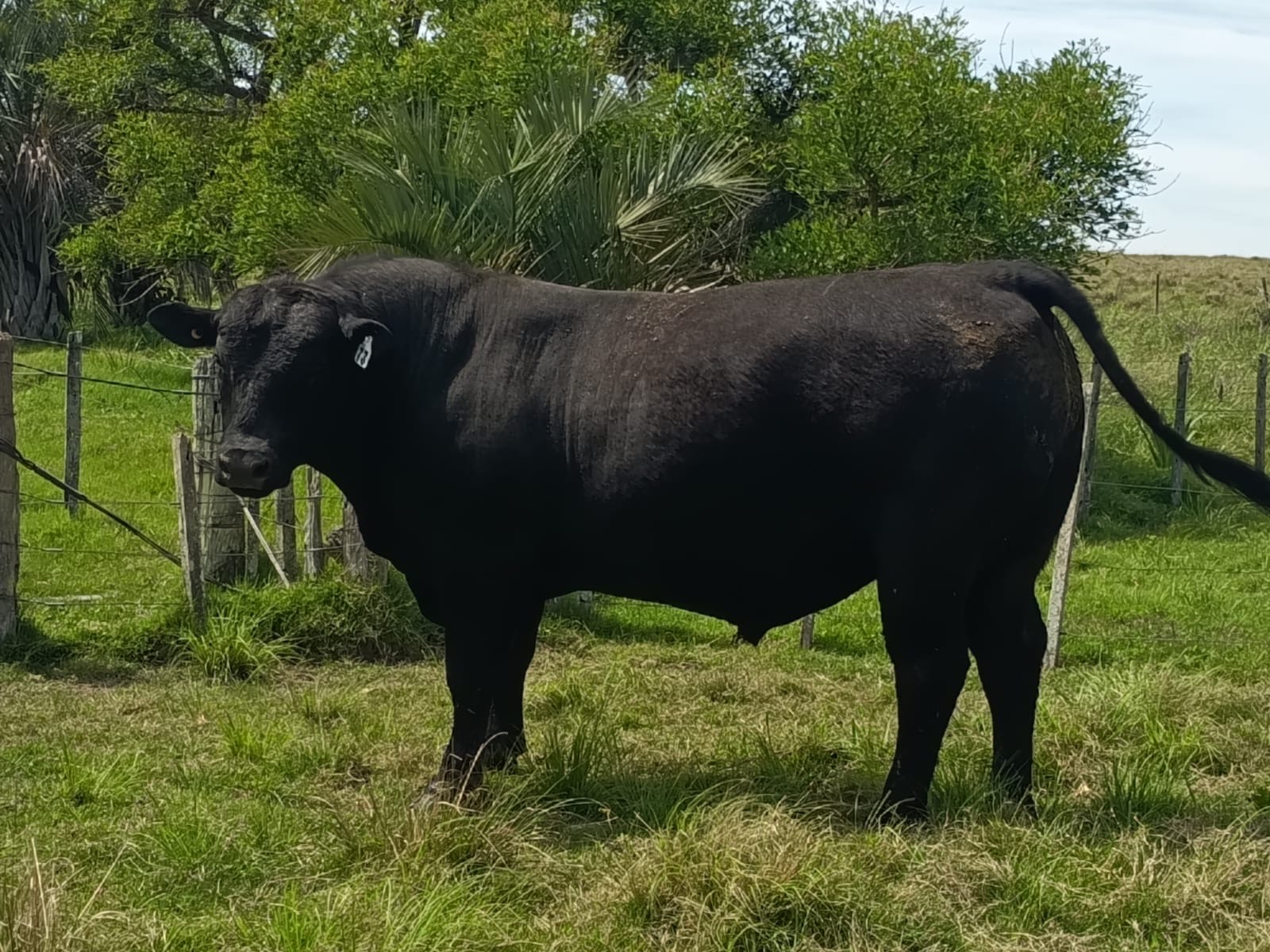 Foto del lote