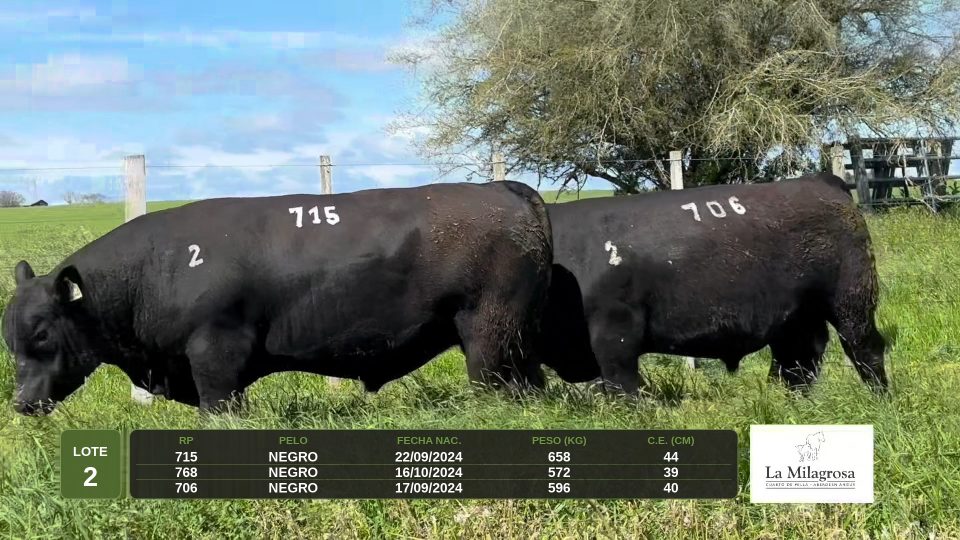 LOTE 2 - 715 BRAVO PAXTON 168 TE - La Milagrosa