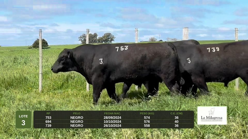 LOTE 3 - LM 753 ZORZALITO ZORZAL 47 TE - La Milagrosa